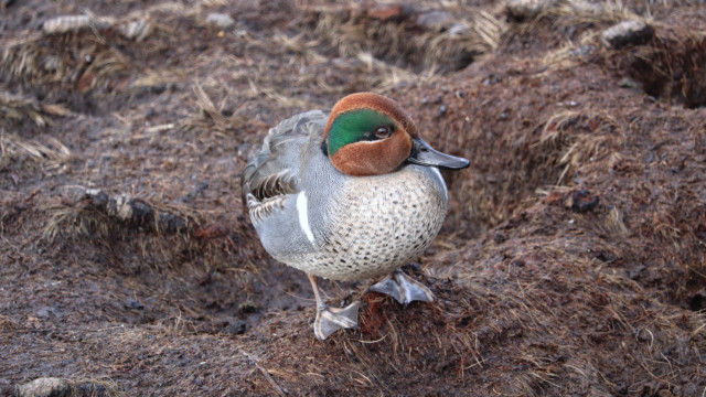 Green-winged teal, handsome against the dirt Green-winged teal, handsome against the dirt