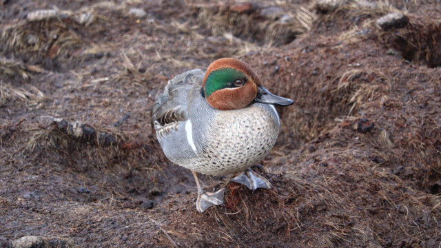 Green-winged teal, handsome against the dirt Green-winged teal, handsome against the dirt