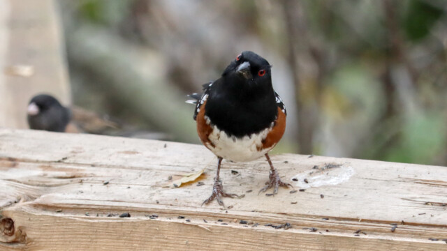 Spotted towhee giving a look to the camera Spotted towhee giving a look to the camera