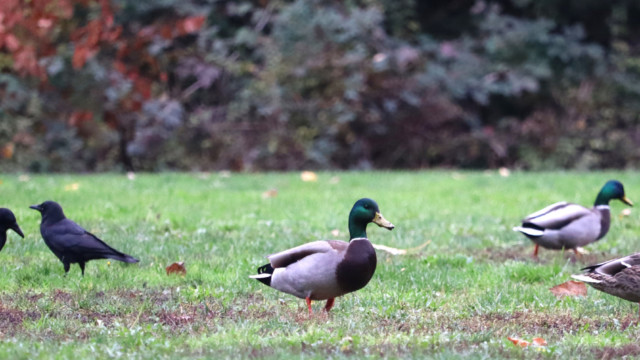 Crows and ducks gathered in a field Crows and ducks gathered in a field