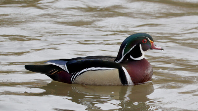 Wood duck male Wood duck male