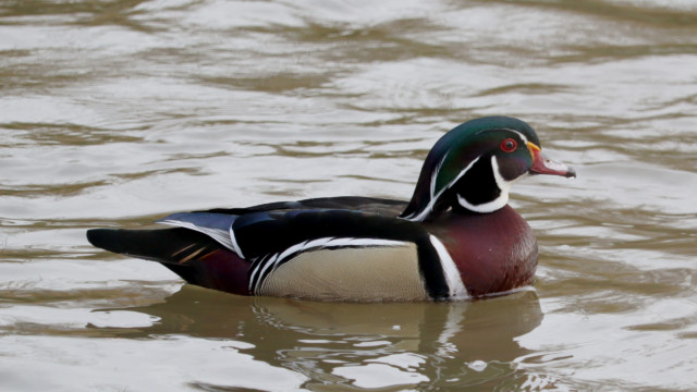 Wood duck male Wood duck male