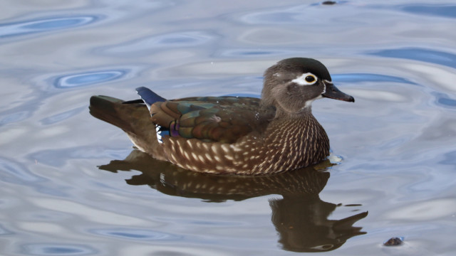 Wood duck female Wood duck female