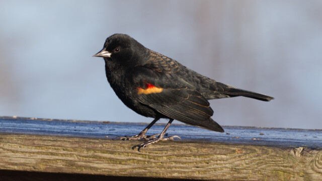 Blackbird showing off its colours.
