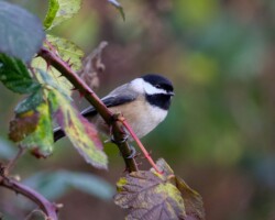 Chickadee on a thorny branch