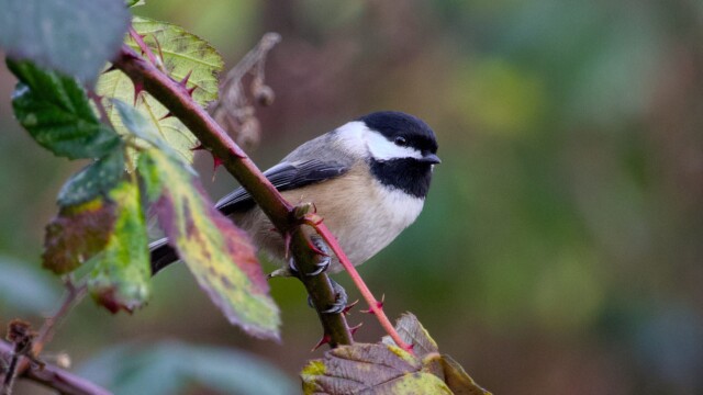 Chickadee on a thorny branch Chickadee on a thorny branch