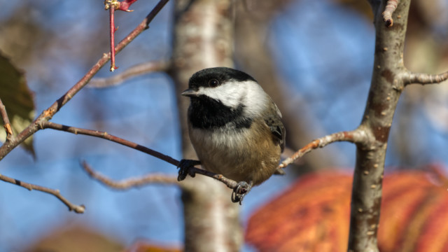 Chickadee with fall colours in the background