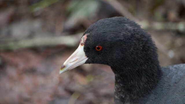 American coot, ready for its close-up American coot, ready for its close-up