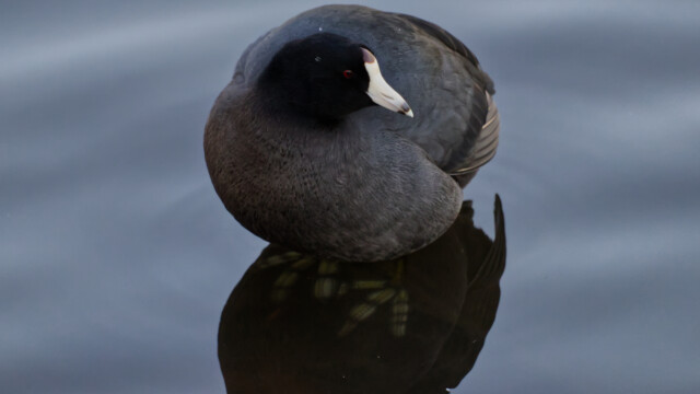 Coot in the shade, with a shaft of late light hitting its belly.