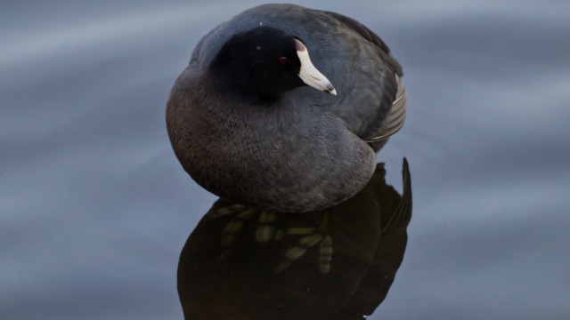 Coot in the shade, with a shaft of late light hitting its belly.