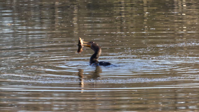 Cormorant with a catch too big to handle