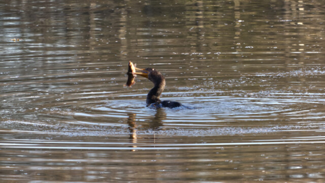 Cormorant with a catch too big to handle