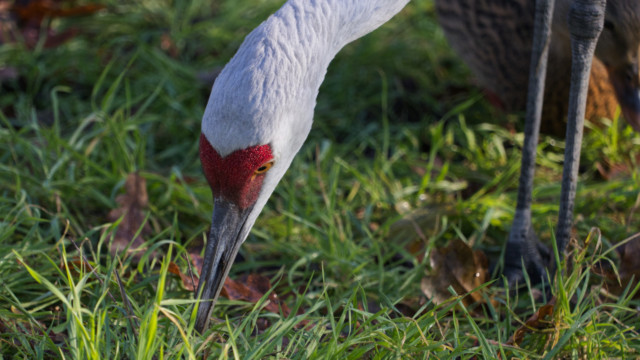 Sandhill crane snacking in the grass