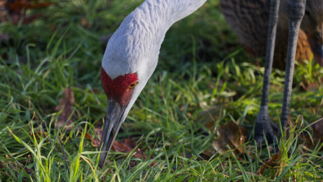 Sandhill crane snacking in the grass