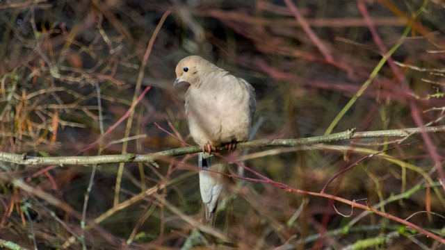 Mourning dove Mourning dove