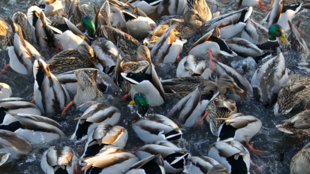 Feeding frenzy at Piper Spit