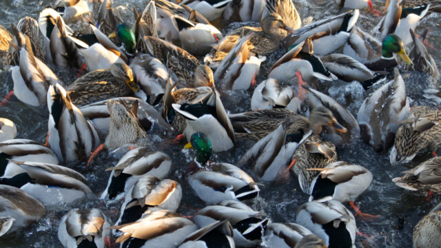 Feeding frenzy at Piper Spit