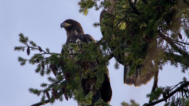 Juvenile bald eagles Juvenile bald eagles