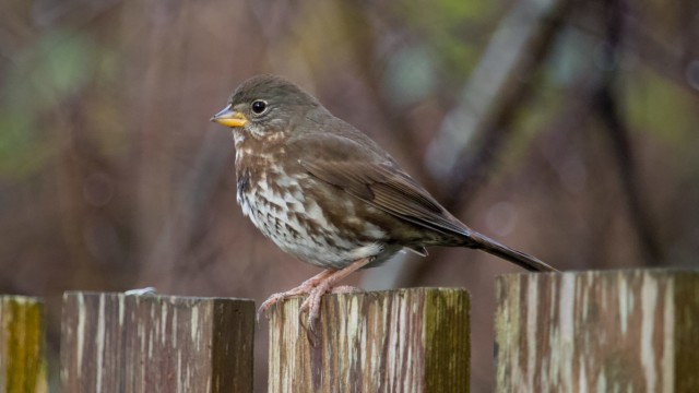 Fox sparrow Fox sparrow