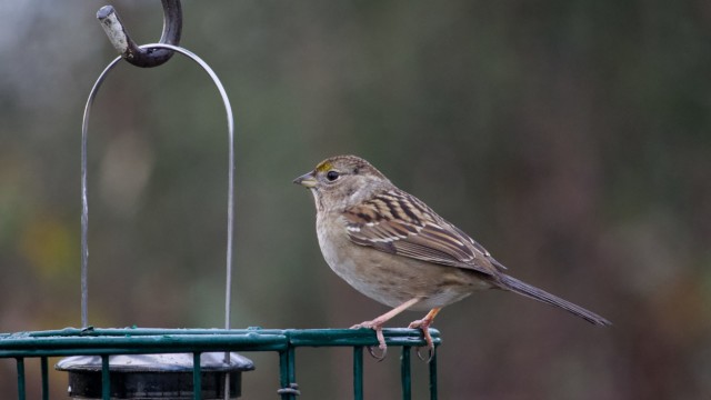 Golden-crowned sparrow atop a feeder Golden-crowned sparrow atop a feeder