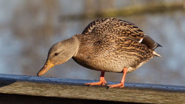Female mallard in an inquiring mood
