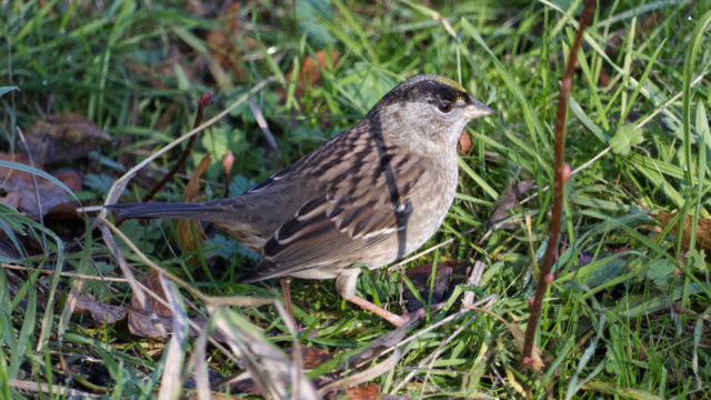 Golden-crowned sparrow in the grass