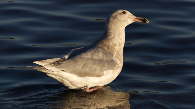 Glaucous-winged gull looking up