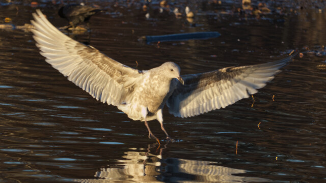 Landing gear deployed