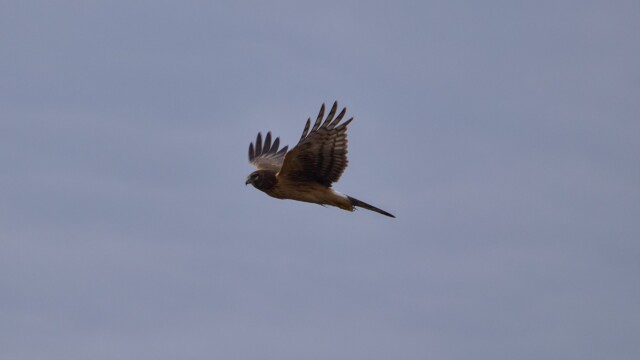 Northern harrier on the hunt Northern harrier on the hunt