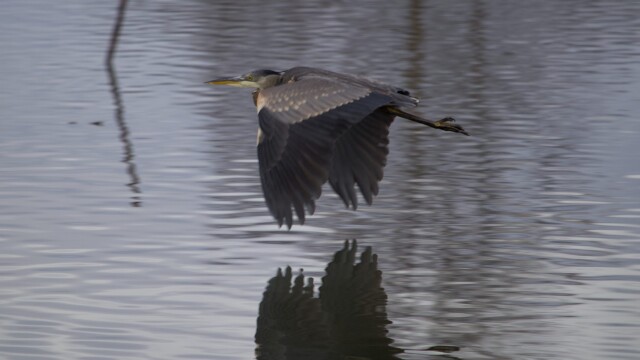 Great blue heron flapping across a pond Great blue heron flapping across a pond