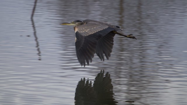 Great blue heron flapping across a pond Great blue heron flapping across a pond