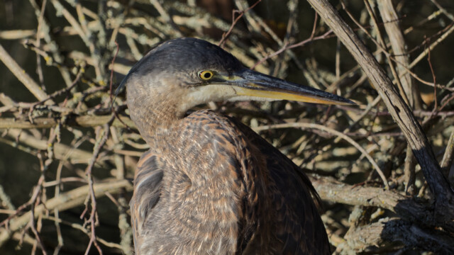 Great blue heron up close and in harsh light