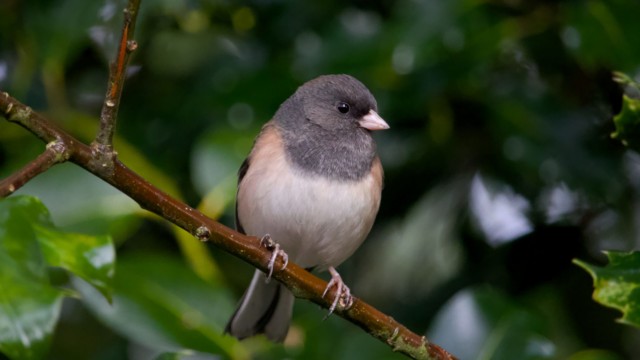 Dark-eyed junco on a thorny branch Dark-eyed junco on a thorny branch