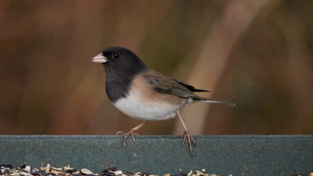 Dark-eyed junco at a bird feeder Dark-eyed junco at a bird feeder