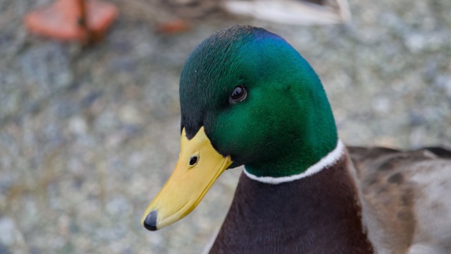 Handsome mallard
