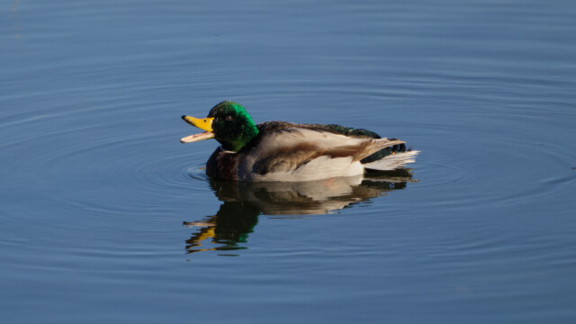Mallard in a mouthing moment