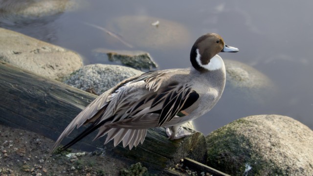 Northern pintail stretching Northern pintail stretching