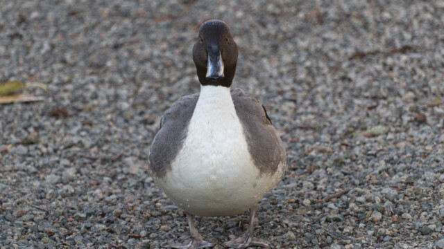 Northern pintail head-on