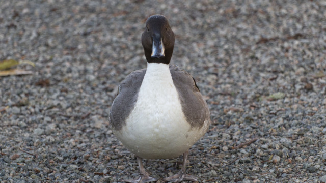 Northern pintail head-on