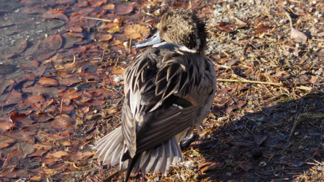 Northern pintail looking sly