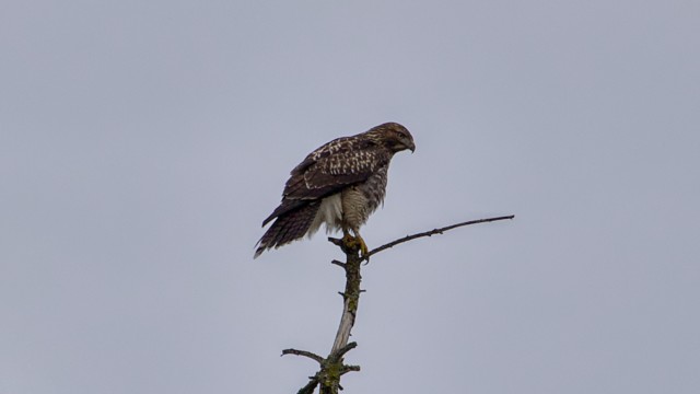 Red-tailed hawk perched atop a tree Red-tailed hawk perched atop a tree