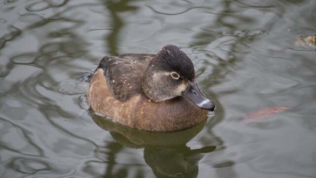 Female ring-necked duck Female ring-necked duck