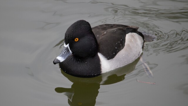 Male ring-necked duck Male ring-necked duck