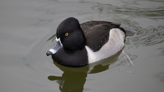Male ring-necked duck Male ring-necked duck