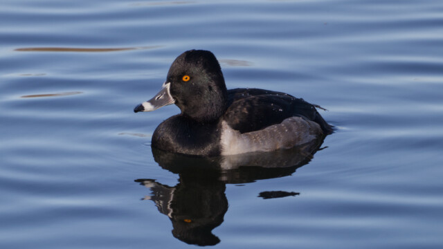 Ring-necked duck