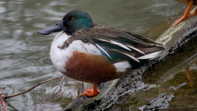 Northern shoveler resting Northern shoveler resting