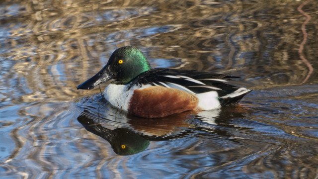 Northern shoveler after a successful shoveling, presunably