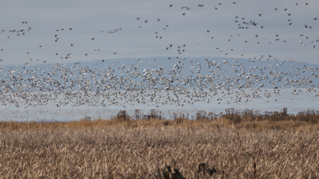 Snow geese on the shoreline outside the public part of Reifel Sanctuary