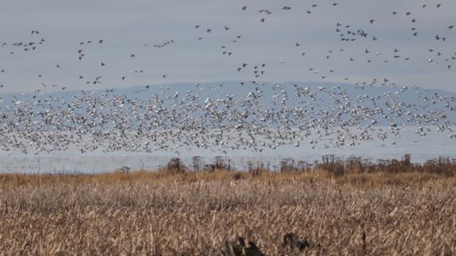 Snow geese on the shoreline outside the public part of Reifel Sanctuary
