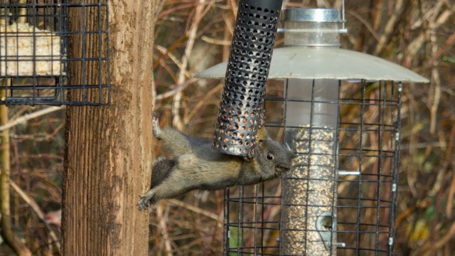 Squirrel engaged in seedy shenanigans Squirrel engaged in seedy shenanigans